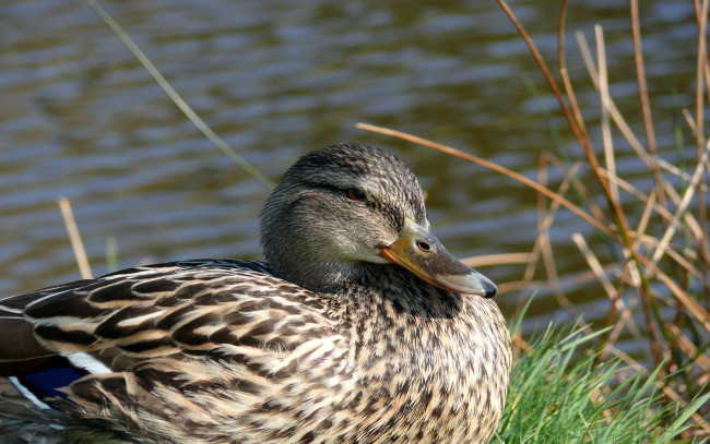 Обои картинки фото животные, утки