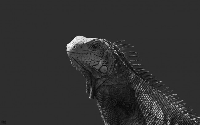 Обои картинки фото животные, Ящерицы, игуаны, вараны, ящерица