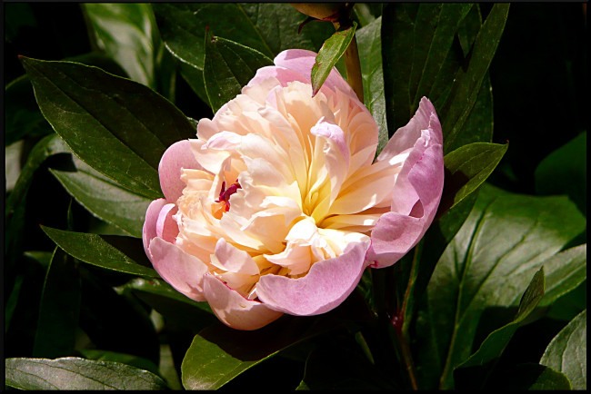 Обои картинки фото цветы, пионы, георгины