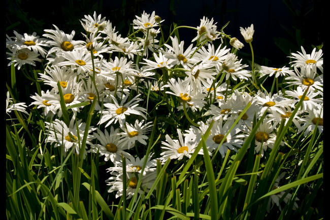 Обои картинки фото цветы, ромашки