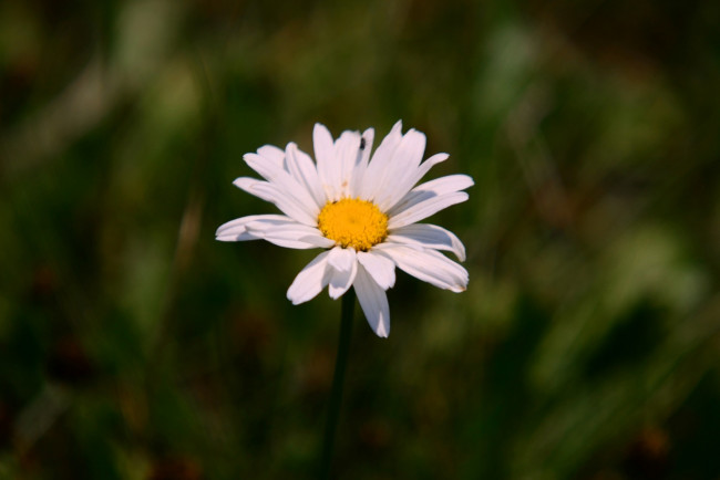 Обои картинки фото цветы, ромашки, ромашка