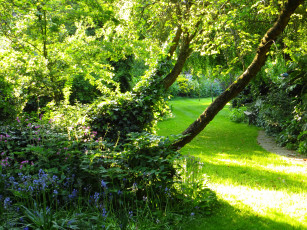 Картинка природа парк лето лес поляна