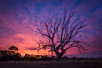 Картинка природа деревья закат дерево старое заря сумерки