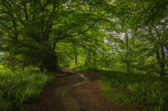 Картинка природа дороги тропинка лес