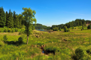 Картинка природа пейзажи лес луг река