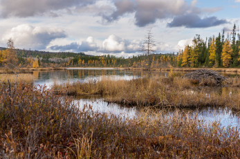 Картинка природа реки озера река лес