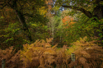 Картинка природа лес заросли папоротники