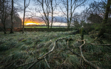 Картинка природа восходы закаты опушка заря лес