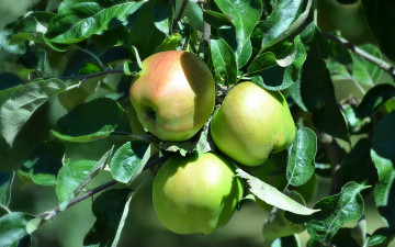 Картинка природа плоды листва ветки дерево