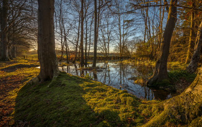 Обои картинки фото природа, лес, река, разлив