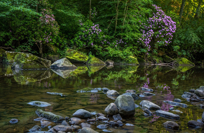 Обои картинки фото природа, реки, озера, лес, ручей