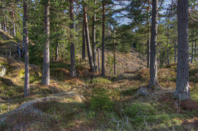 Обои картинки фото природа, лес, сосновый, бор