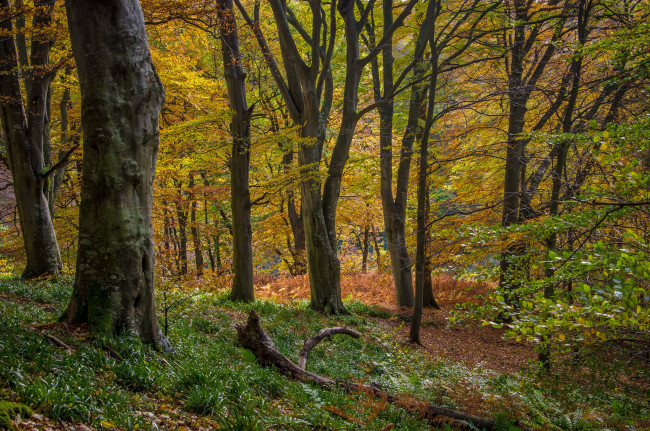 Обои картинки фото природа, лес, осень