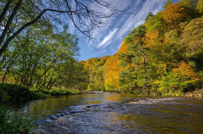 Обои картинки фото природа, реки, озера, река, лес