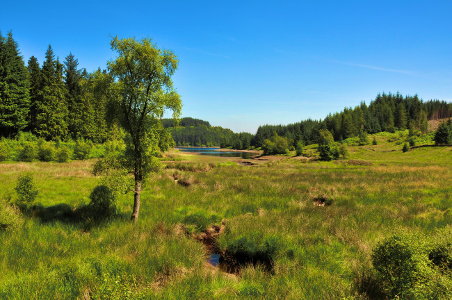 Обои картинки фото природа, пейзажи, лес, луг, река