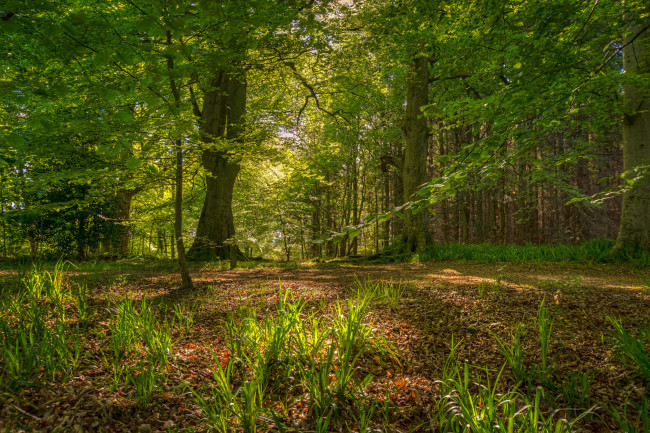 Обои картинки фото природа, лес, поляна