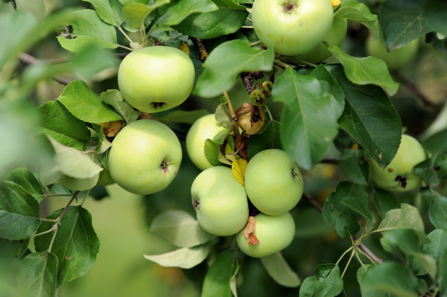 Обои картинки фото природа, плоды, яблоки