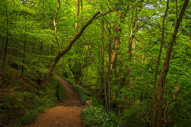 Обои картинки фото природа, дороги, тропинка, лес