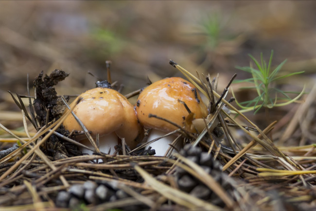 Обои картинки фото природа, грибы, маслята