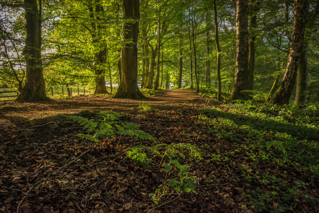 Обои картинки фото природа, лес, поляна