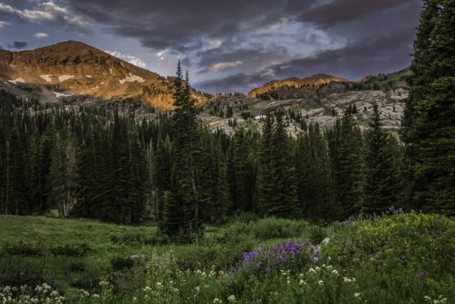 Обои картинки фото природа, пейзажи, луг, горы, тучи, цветы