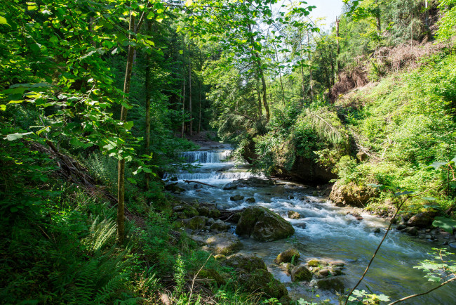 Обои картинки фото природа, реки, озера, пороги, река, лес