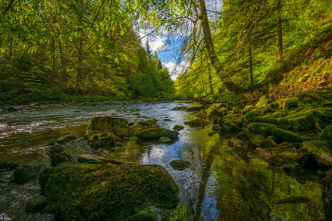 Обои картинки фото природа, реки, озера, река, лес