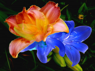 Картинка разное компьютерный+дизайн линии краски штрих цветы лепестки лилия