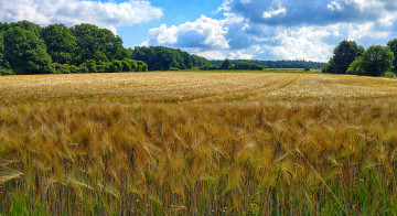 Картинка природа поля простор