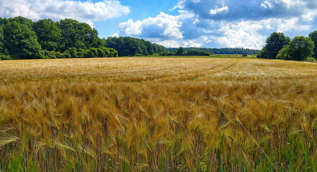 Обои картинки фото природа, поля, простор