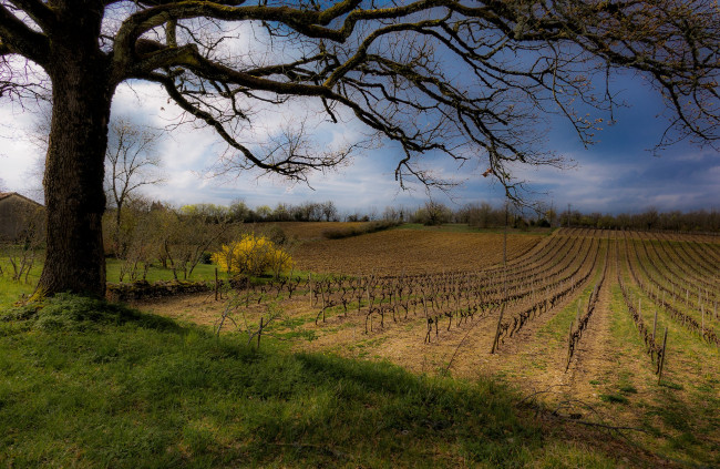 Обои картинки фото природа, поля, простор