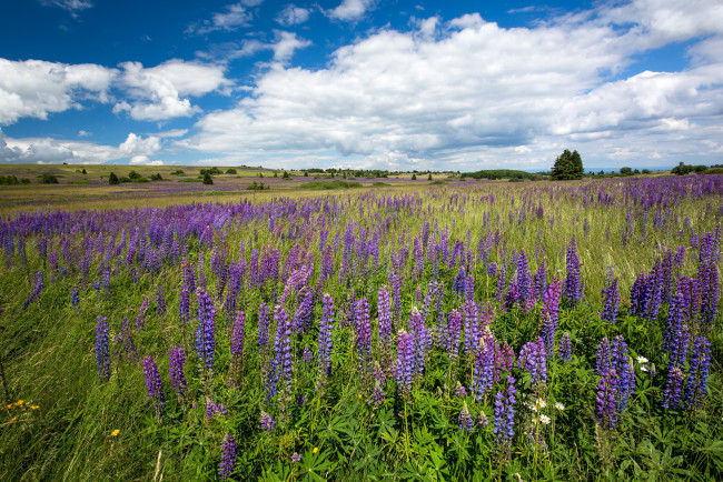 Обои картинки фото природа, поля, простор