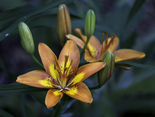 Картинка цветы лилии +лилейники цветок