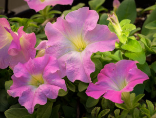 Картинка цветы петунии +калибрахоа розовый цвет