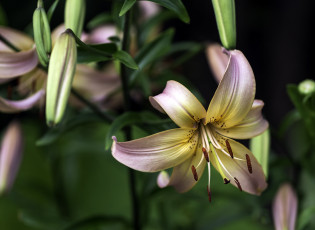 Картинка цветы лилии +лилейники цветок