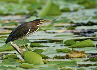 Картинка животные цапли +выпи клюв перья окрас птица