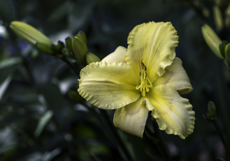 Картинка цветы лилии +лилейники цветок