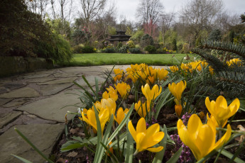 Картинка англия природа парк крокусы трава дорожка постройка деревья