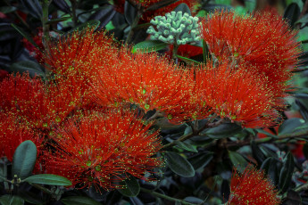 обоя цветы, акация, цветение, цветки, листья