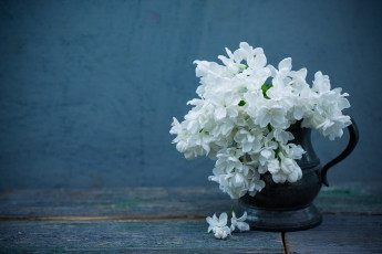 Картинка цветы сирень лепестки цветение цветки