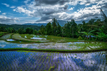 Картинка индонезия природа тропики горы облака деревья водоем