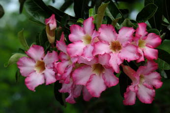 Картинка цветы адениум +мандевилла лето цветение листья