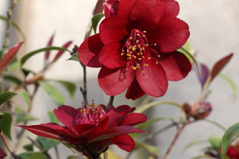 Картинка цветы камелии цветение листья лепестки розовая бутон камелия нежность