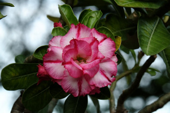 Картинка цветы камелии цветение листья лето