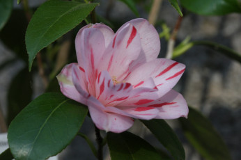 Картинка цветы камелии flowering бутон shrubs bud камелия листья leaf camellia кустарник цветение