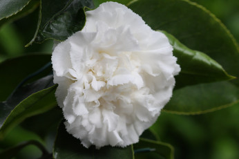 Картинка цветы камелии листья цветение нежность камелия бутон лепестки