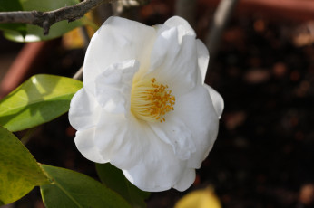 Картинка цветы камелии shrubs bud flowering leaf camellia кустарник цветение бутон листья камелия