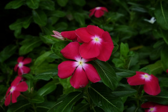 Картинка цветы катарантусы лето листья цветение