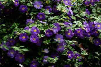 Картинка цветы петунии +калибрахоа цветение нежность бутон петуния