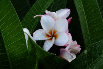 Картинка цветы плюмерия цветение ветка листья
